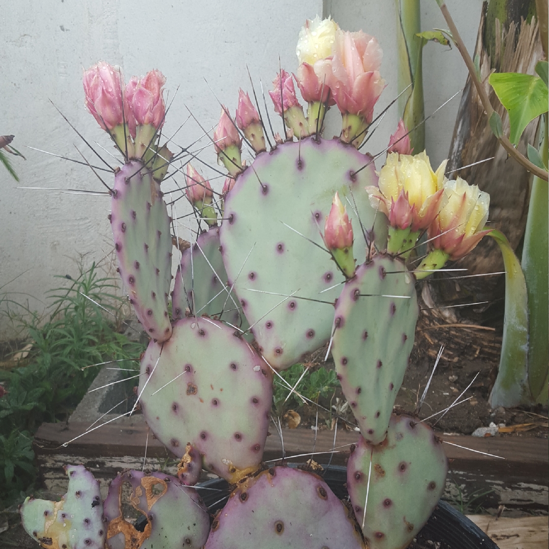 Opuntia gosseliniana var. Santa Rita in the GardenTags plant encyclopedia Santa Rita Cactus in the GardenTags plant encyclopedia