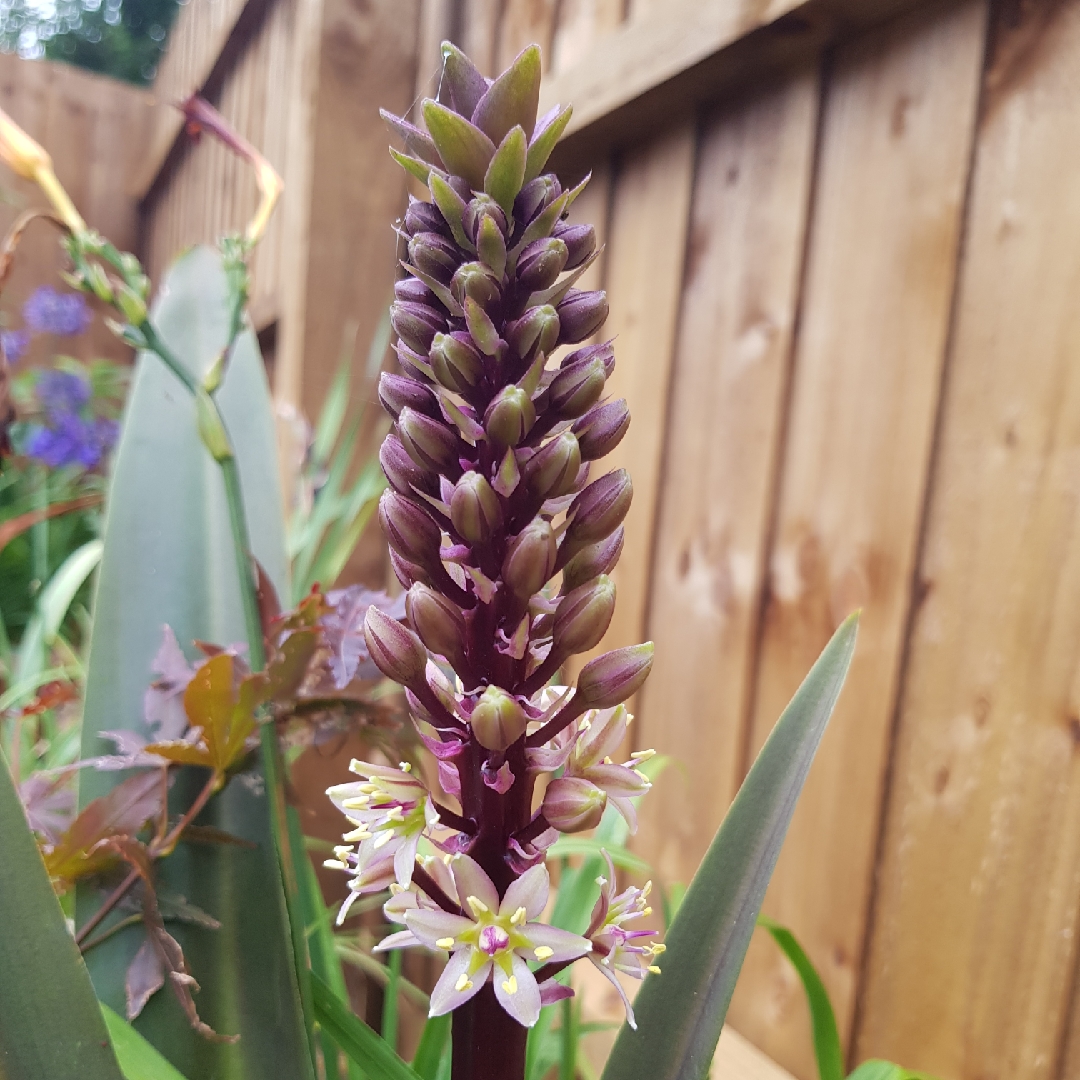 Eucomis comosa Sparkling Rosy in the GardenTags plant encyclopedia Pineapple Lily Sparkling Rosy in the GardenTags plant encyclopedia
