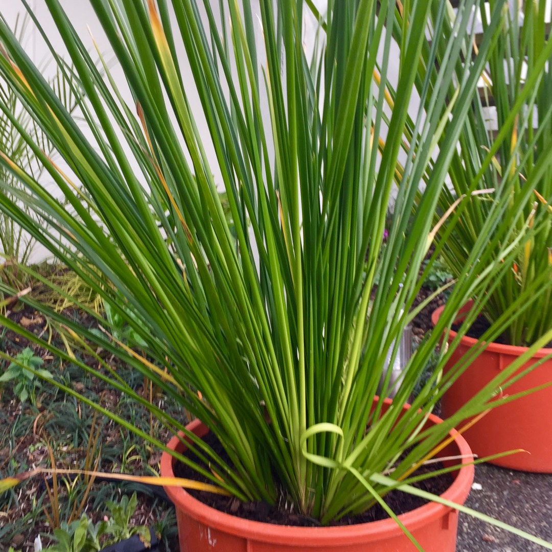 Green Mat-rush in the GardenTags plant encyclopedia