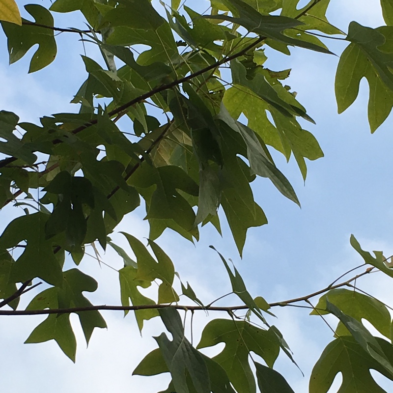Liriodendron Chinense in the GardenTags plant encyclopedia Chinese Tulip Tree in the GardenTags plant encyclopedia