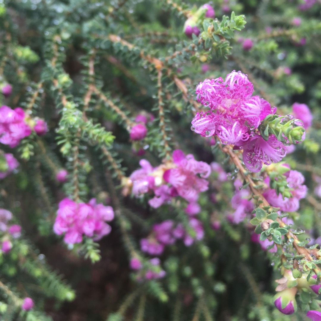 Melaleuca thymifolia in the GardenTags plant encyclopedia Thyme Honey Myrtle in the GardenTags plant encyclopedia