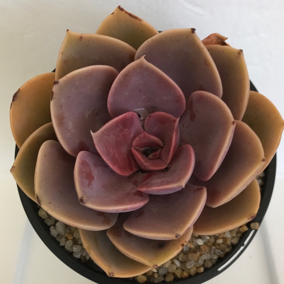 Echeveria Red Ruby in the GardenTags plant encyclopedia