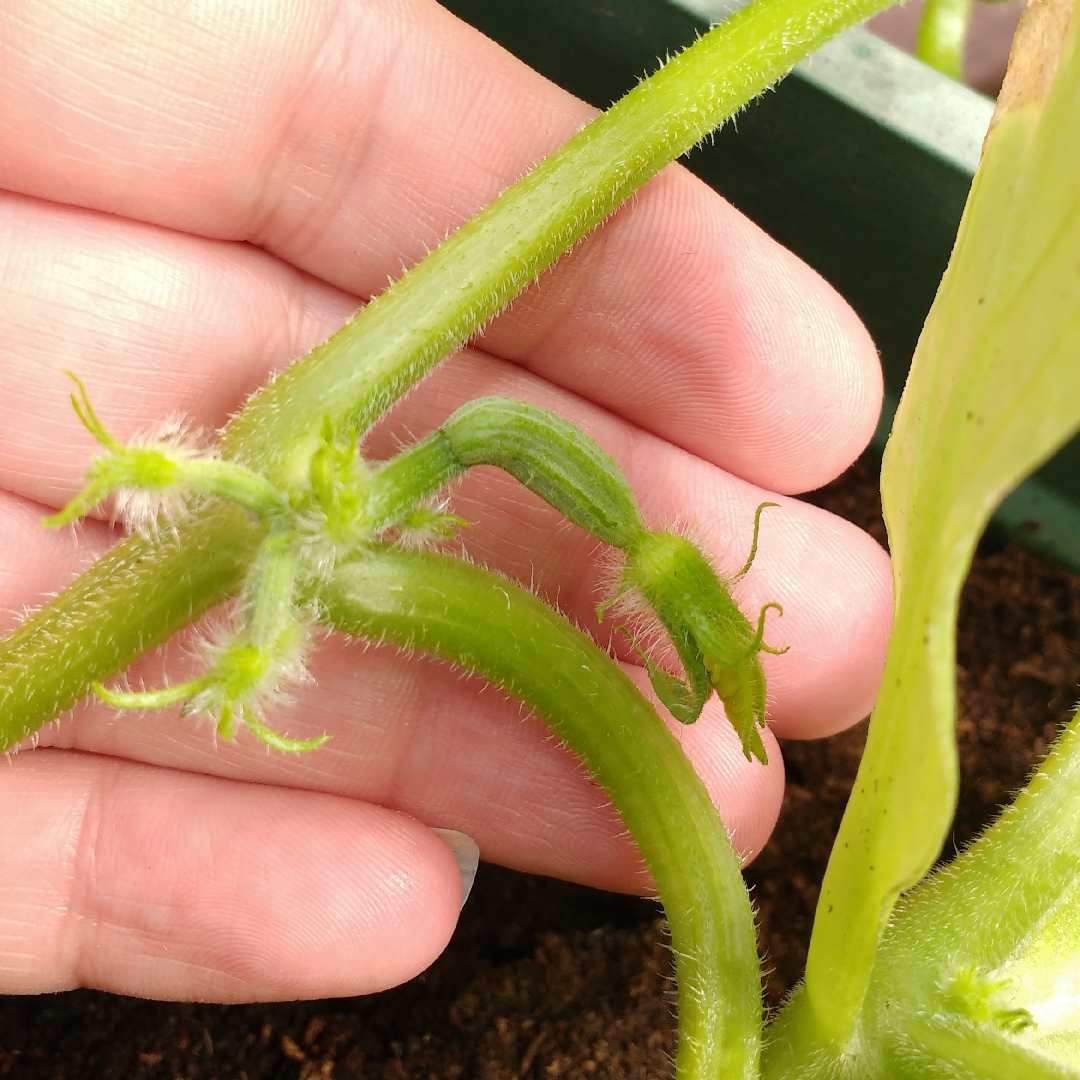 Cucumis Sativus Hana F1 in the GardenTags plant encyclopedia Cucumber (mini) Hana F1 in the GardenTags plant encyclopedia