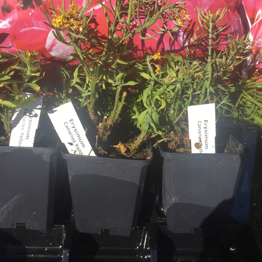 Erysimum Canaries Yellow in the GardenTags plant encyclopedia Wallflower Canaries Yellow in the GardenTags plant encyclopedia
