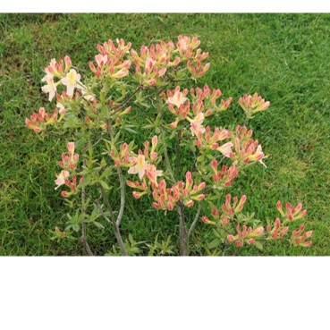 Rhododendron Daviesii in the GardenTags plant encyclopedia Ghent Azalea Daviesii in the GardenTags plant encyclopedia