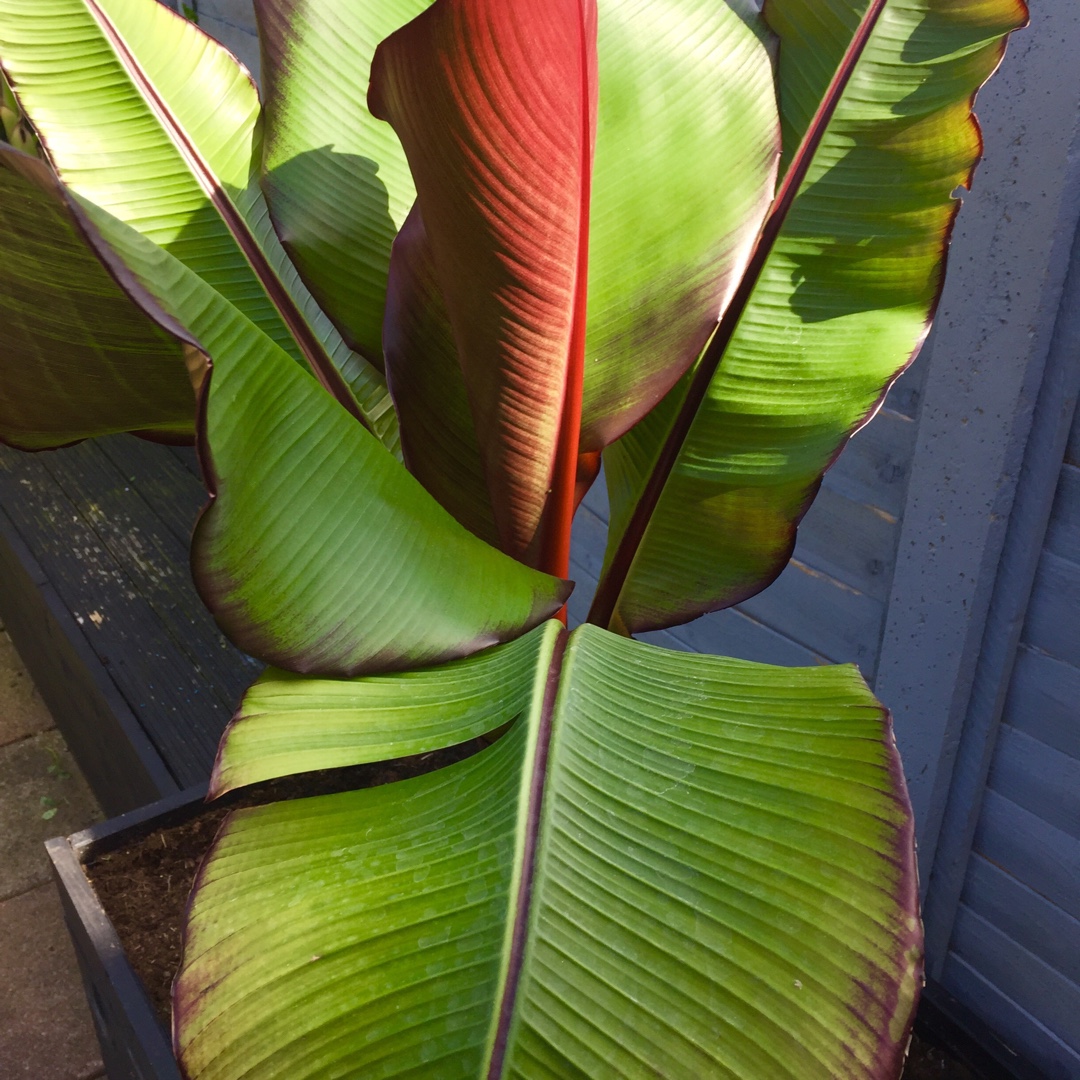 Ethopian Banana Maurelii in the GardenTags plant encyclopedia