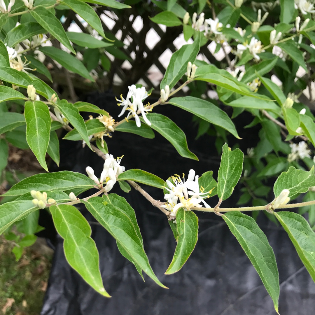 Lonicera maackii in the GardenTags plant encyclopedia Amur Honeysuckle in the GardenTags plant encyclopedia