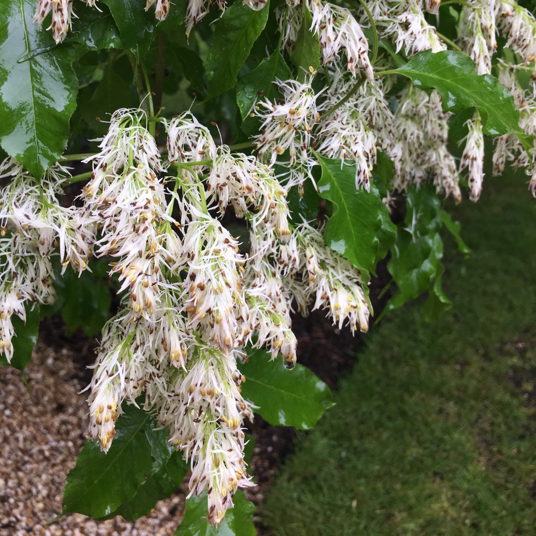 Fraxinus Ornus in the GardenTags plant encyclopedia Manna Ash in the GardenTags plant encyclopedia
