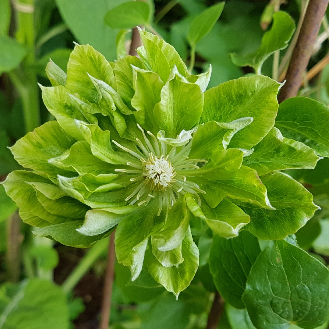 Clematis Green Passion in the GardenTags plant encyclopedia Clematis Green Passion in the GardenTags plant encyclopedia