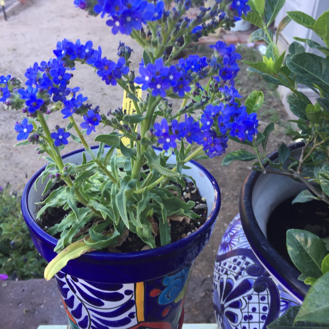 Anchusa capensis Blue Angel in the GardenTags plant encyclopedia Cape Forget-Me-Not Blue Angel in the GardenTags plant encyclopedia