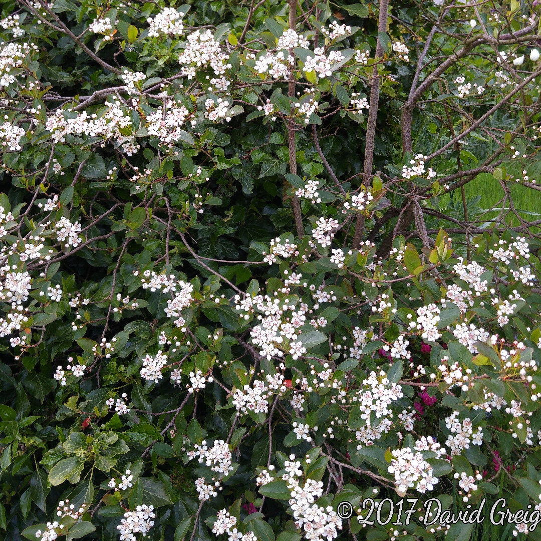 Aronia Melanocarpa in the GardenTags plant encyclopedia Black Chokeberry in the GardenTags plant encyclopedia
