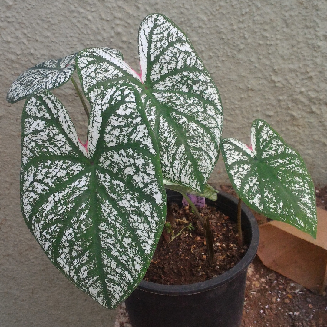 Caladium Candidum Junior Improved in the GardenTags plant encyclopedia Elephant Ear Junior Improved in the GardenTags plant encyclopedia