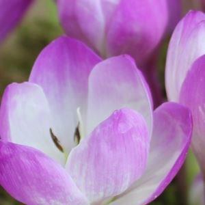 Colchicum speciosum Atrorubens in the GardenTags plant encyclopedia Autumn crocus Atrorubens in the GardenTags plant encyclopedia