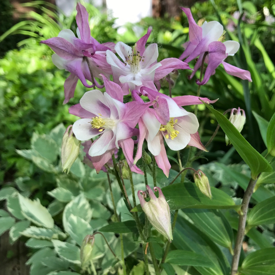 Aquilegia canadensis Pink Lanterns in the GardenTags plant encyclopedia Columbine Pink Lanterns in the GardenTags plant encyclopedia
