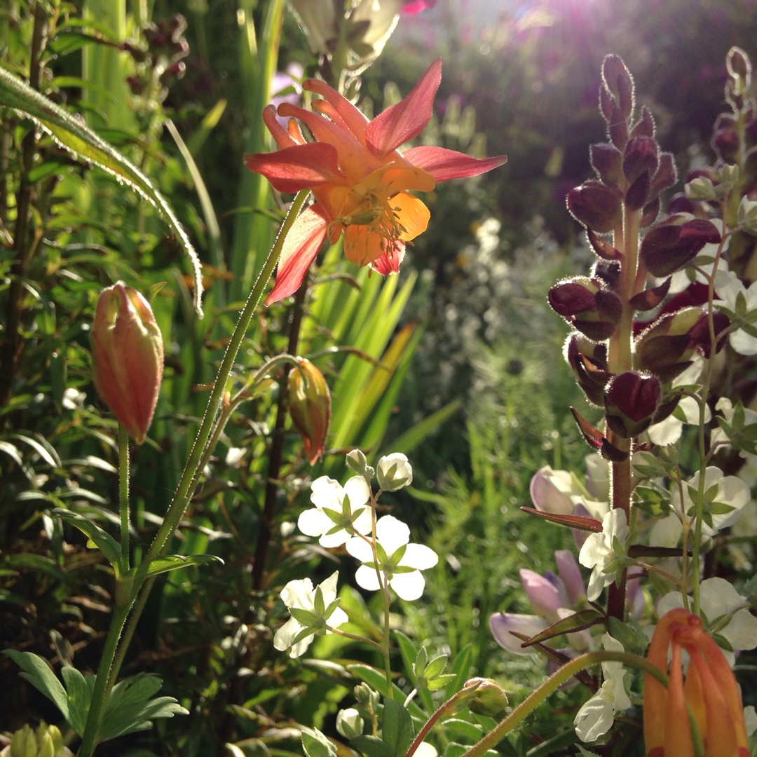 Aquilegia skinneri Tequila Sunrise in the GardenTags plant encyclopedia Aquilegia Tequila Sunrise in the GardenTags plant encyclopedia