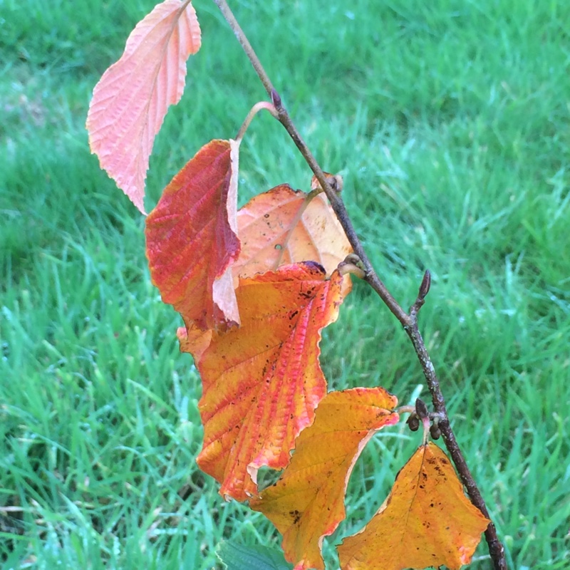 Hamamelis x intermedia Hiltingbury in the GardenTags plant encyclopedia Witch Hazel Hiltingbury in the GardenTags plant encyclopedia