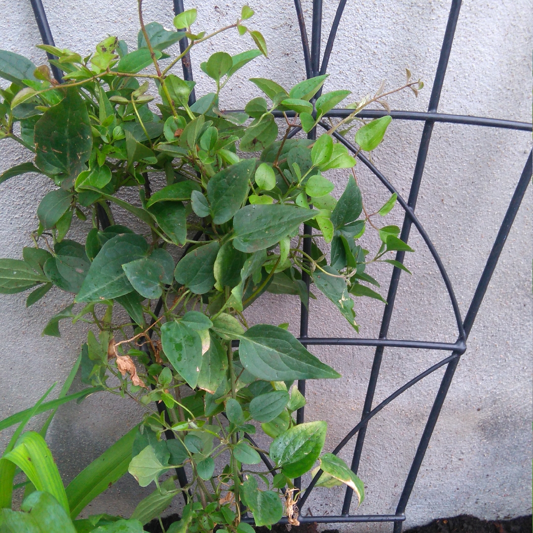 Clematis virginiana in the GardenTags plant encyclopedia Virginias Virgin Bower in the GardenTags plant encyclopedia