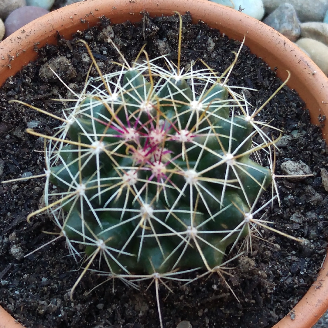 Ferocactus emoryi subsp. rectispinus syn. Echinocactus emoryi var. rectispinus in the GardenTags plant encyclopedia Emorys cactus in the GardenTags plant encyclopedia