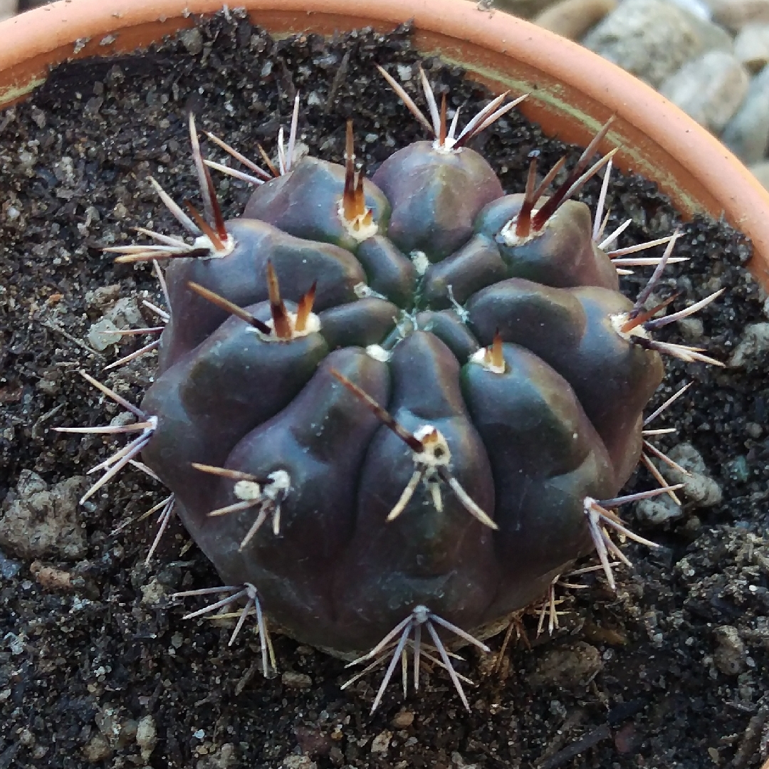 Gymnocalycium pflanzii v. albipulpa syn. Gymnocalycium marquezii in the GardenTags plant encyclopedia Gymnocalycium albipulpa in the GardenTags plant encyclopedia