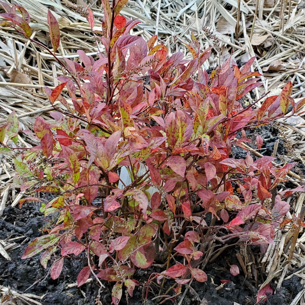 Itea virginica Henrys Garnet syn. Itea virginica Swarthmore form ; Itea virginicus Henrys Garnet in the GardenTags plant encyclopedia Virginia sweetspire Henrys Garnet in the GardenTags plant encyclopedia