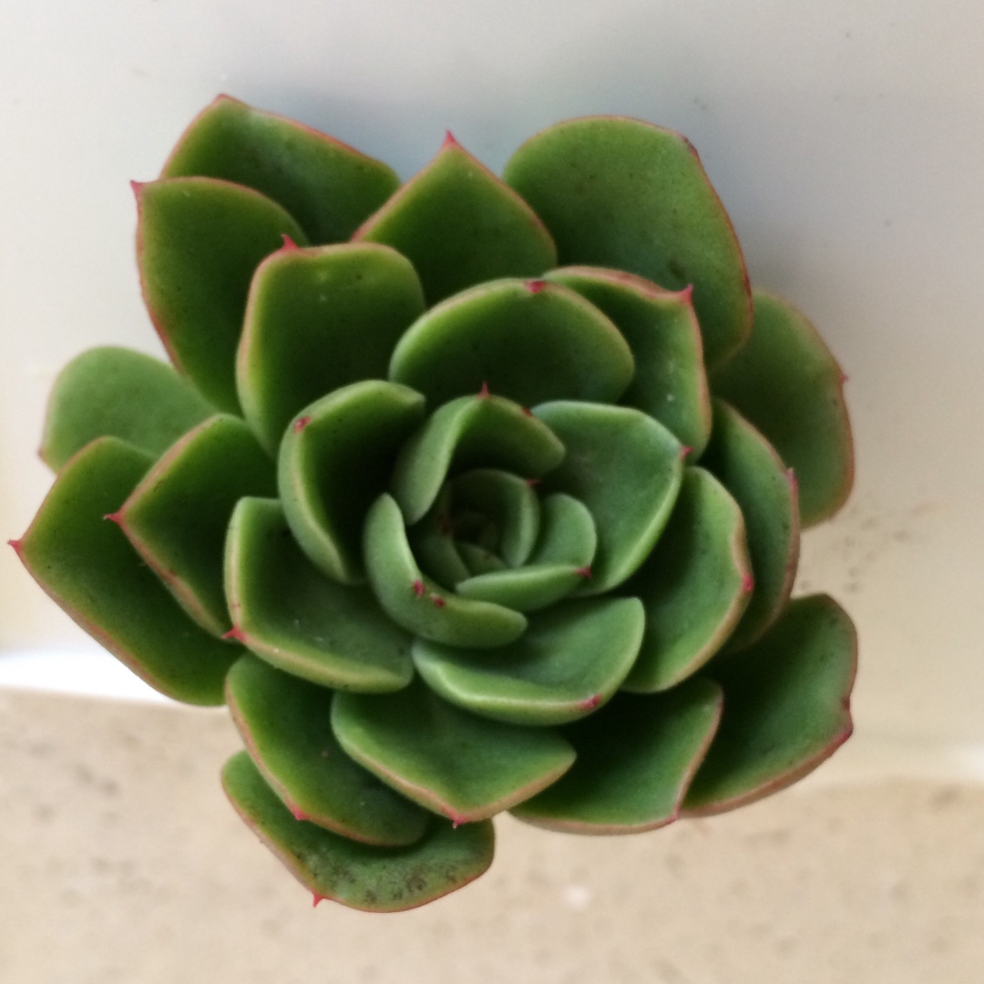 Echeveria Agavoides Katerina in the GardenTags plant encyclopedia Echeveria Agavoides Katerina in the GardenTags plant encyclopedia