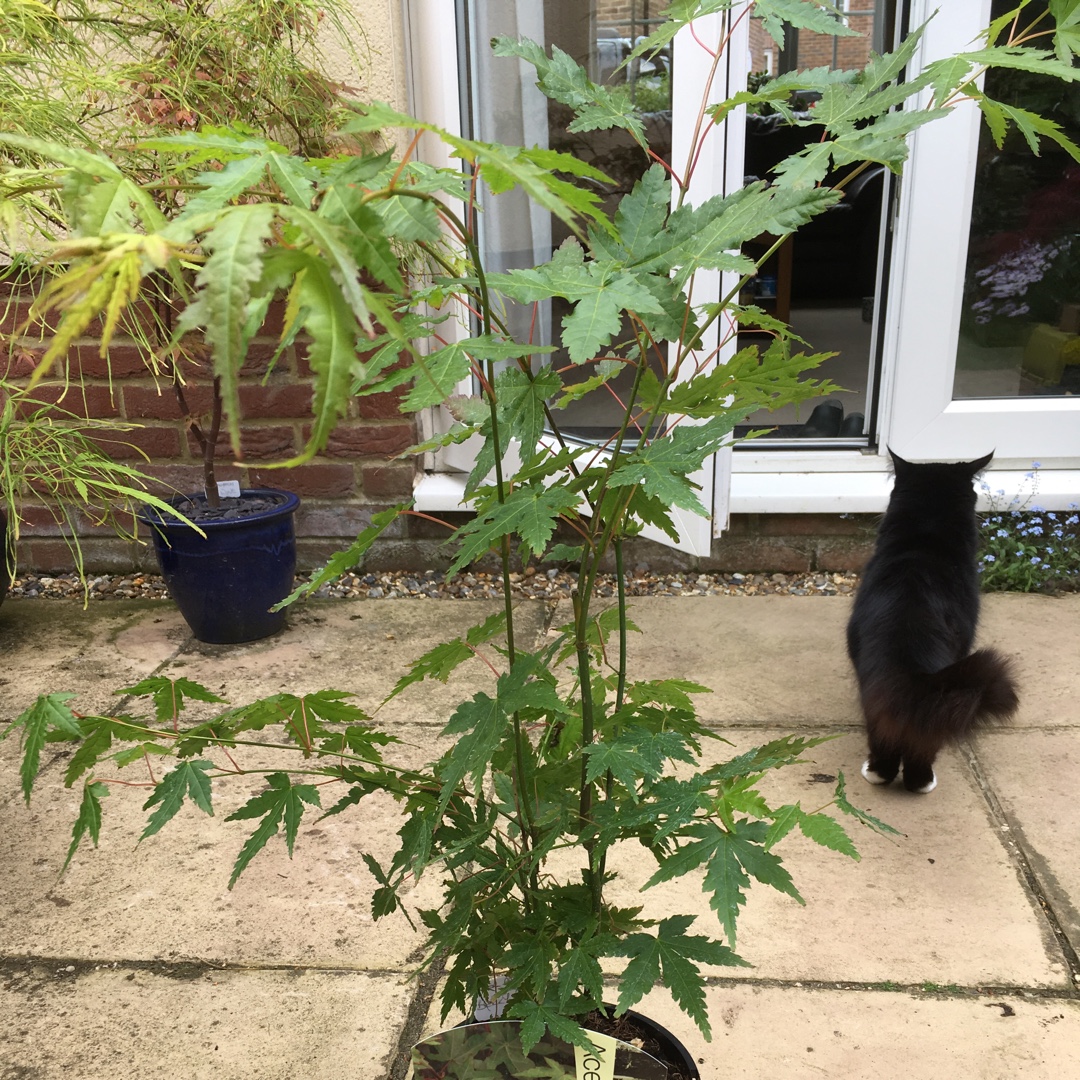 Acer Palmatum Berry Broom in the GardenTags plant encyclopedia Japanese Maple Berry Broom in the GardenTags plant encyclopedia