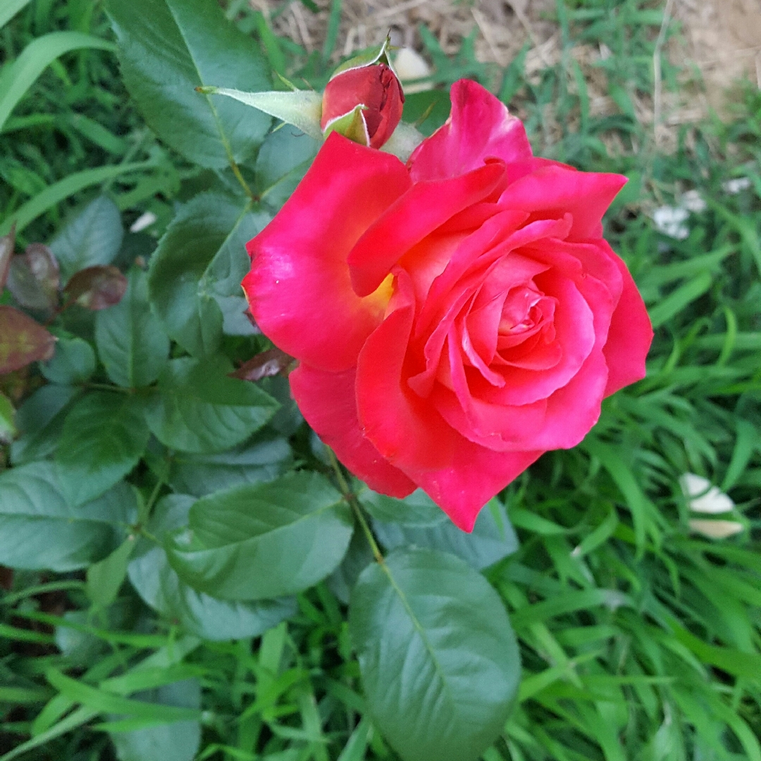 Rosa Mikado syn. Koh-sai in the GardenTags plant encyclopedia Hybrid Tea Rose Mikado in the GardenTags plant encyclopedia