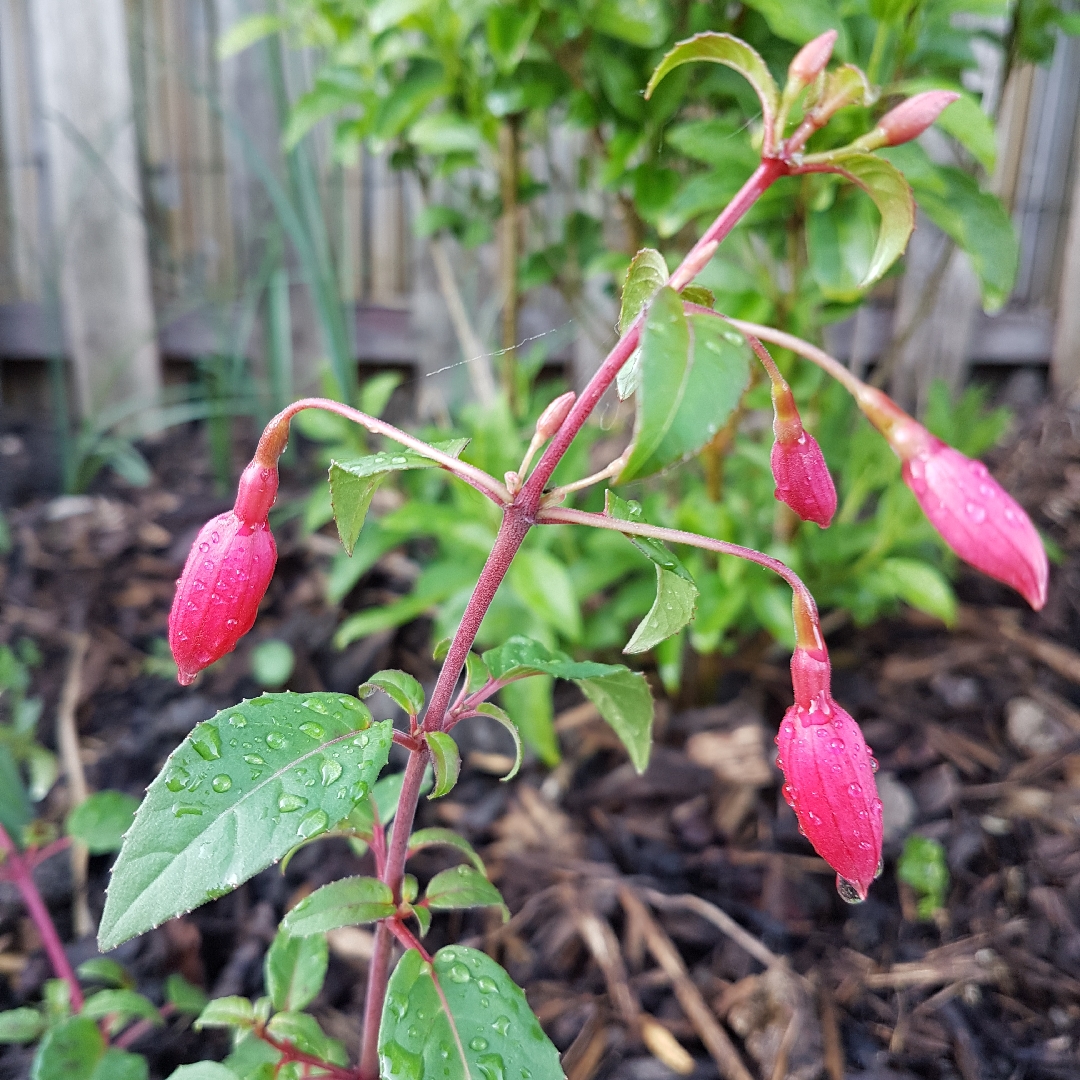 Fuchsia Baby Blue Eyes in the GardenTags plant encyclopedia Fuchsia Baby Blue Eyes in the GardenTags plant encyclopedia