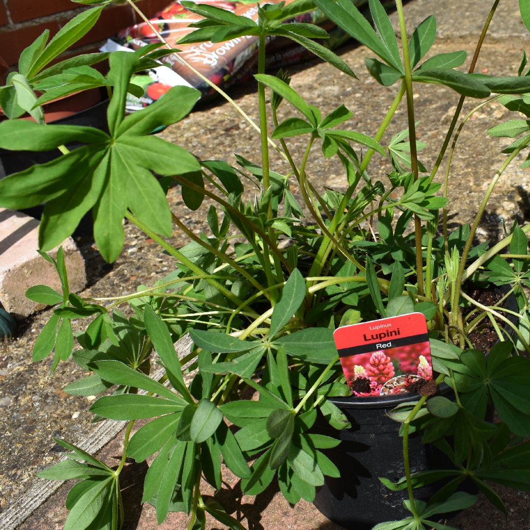 Lupinus polyphyllus Lupini Red in the GardenTags plant encyclopedia Lupin Lupini Red in the GardenTags plant encyclopedia
