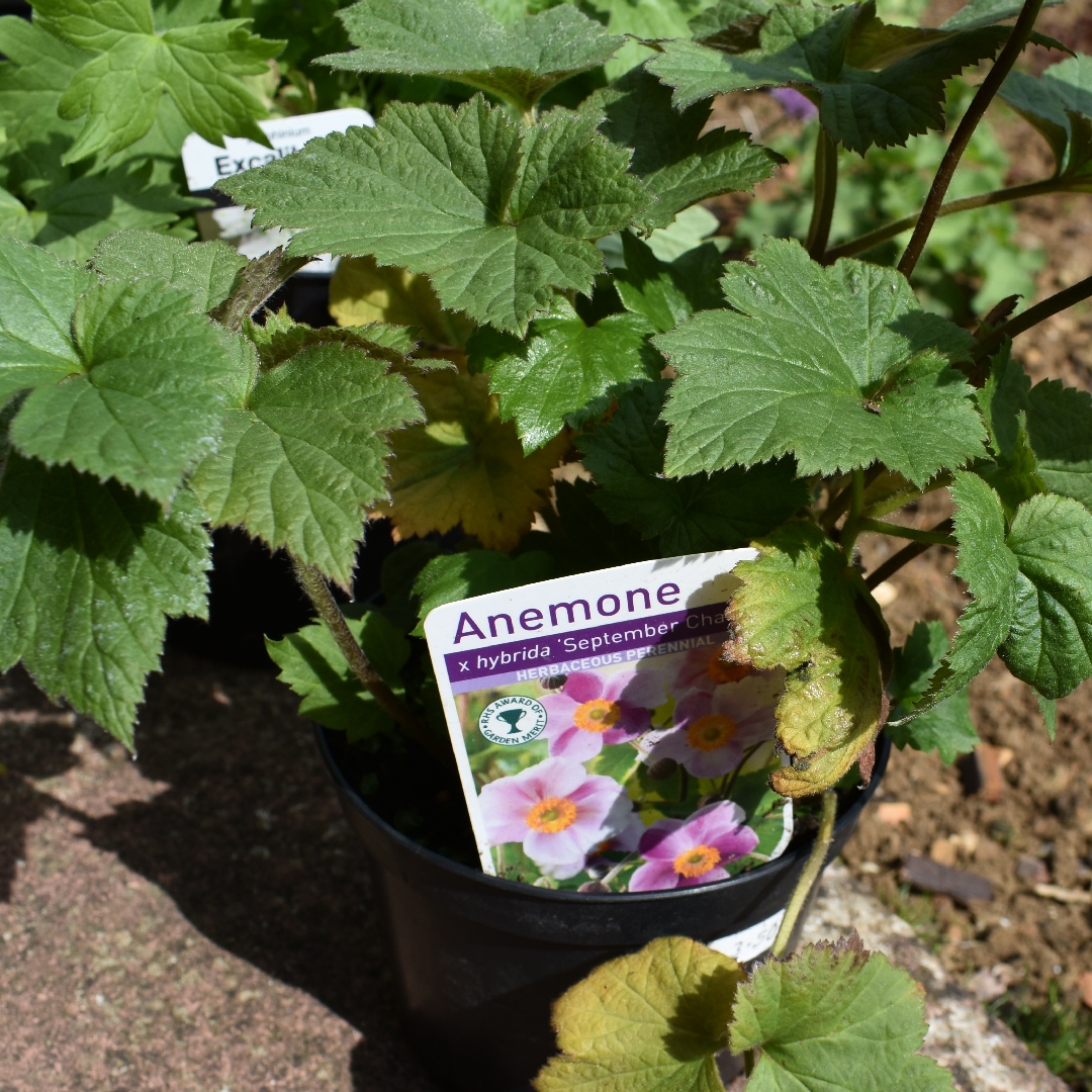 Japanese Anemone September Charm in the GardenTags plant encyclopedia