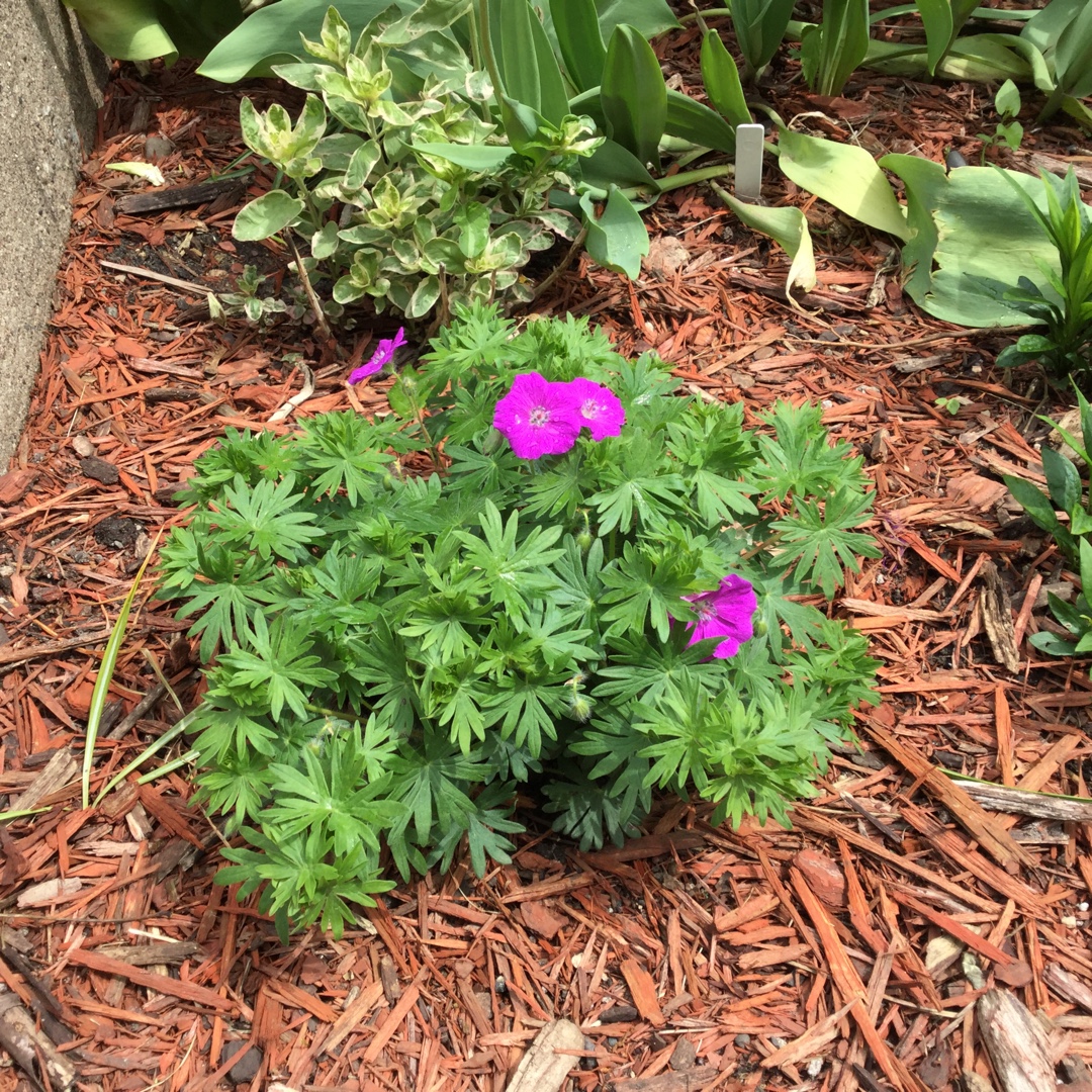 Geranium sanguineum New Hampshire Purple in the GardenTags plant encyclopedia Bloody Cranesbill New Hampshire Purple in the GardenTags plant encyclopedia