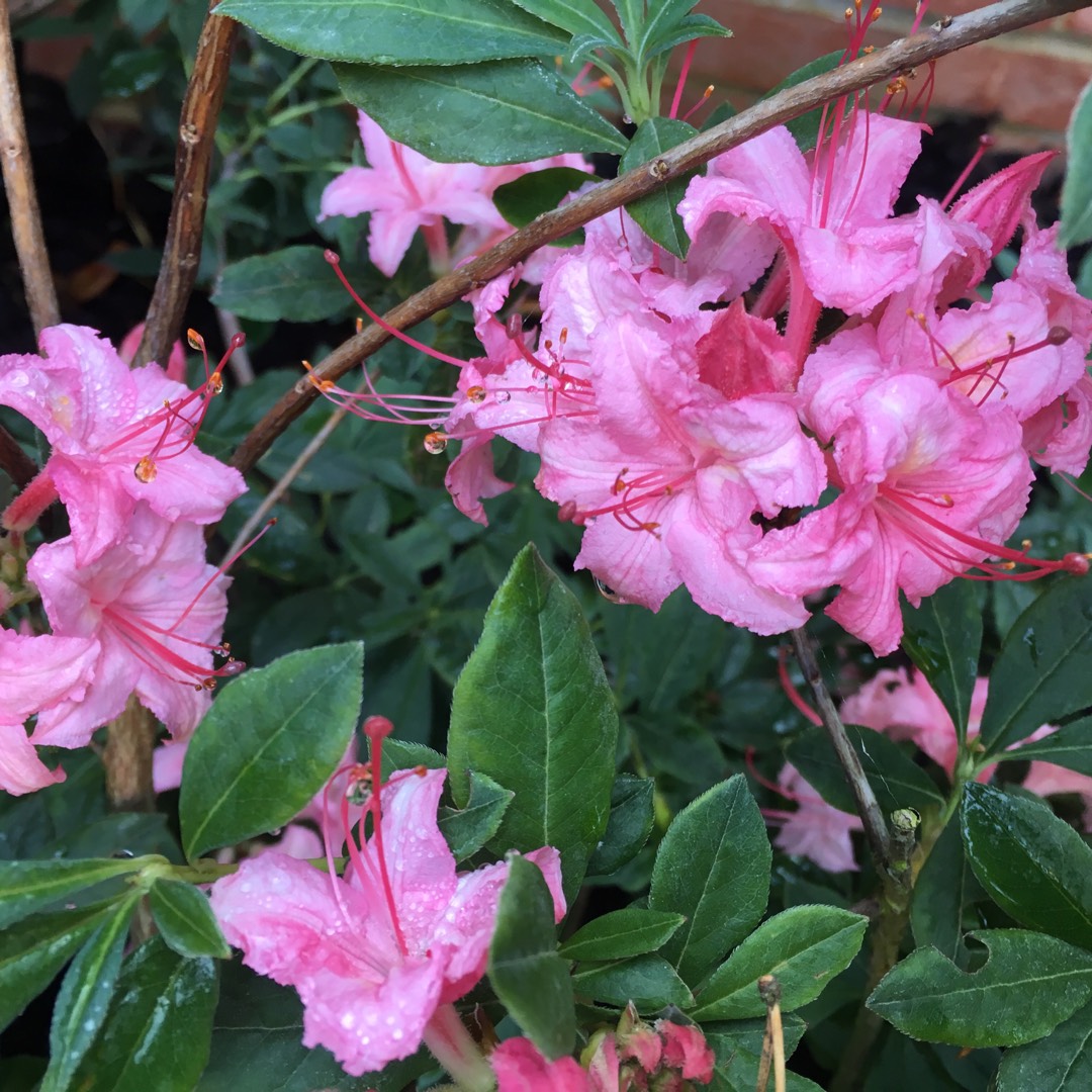 Rhododendron Pink Lights in the GardenTags plant encyclopedia Azalea Pink Lights in the GardenTags plant encyclopedia