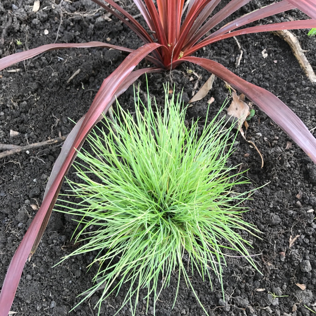 Festuca ovina glauca Golden Toupee in the GardenTags plant encyclopedia Festuca Golden Toupee in the GardenTags plant encyclopedia