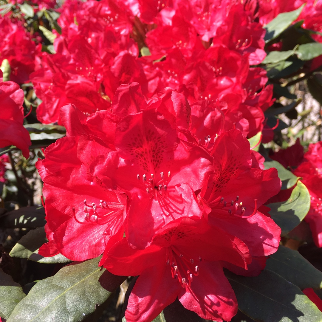 Rhododendron Hachmanns Feuerschein in the GardenTags plant encyclopedia Rhododendron Hachmanns Feuerschein in the GardenTags plant encyclopedia