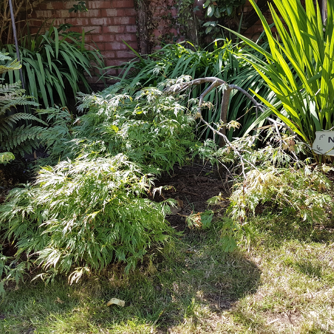 Acer palmatum Dissectum Viride Group (Dissectum Group) syn. Acer palmatum var. dissectum Dissectum Viride Group, Acer palmatum Dissectum Viridis, Acer Viridis in the GardenTags plant encyclopedia Cut Leaf Japanese Maple Dissectum Viride Group in the GardenTags plant encyclopedia