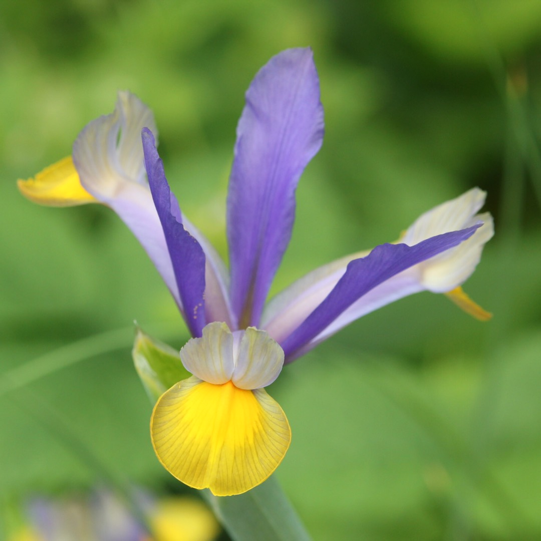 Iris x hollandica Frans Hals in the GardenTags plant encyclopedia Dutch Iris Frans Hals in the GardenTags plant encyclopedia