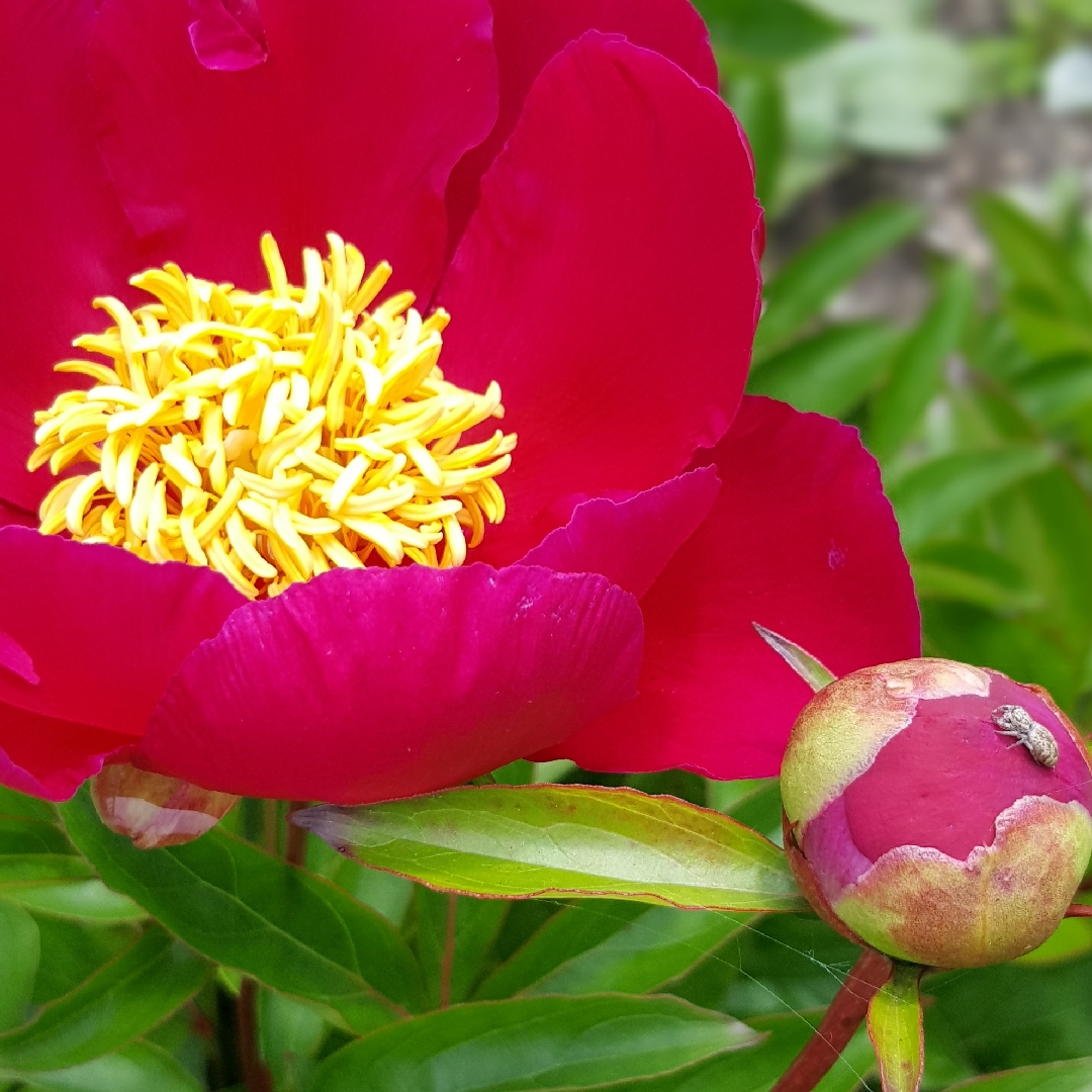 Paeonia Blaze in the GardenTags plant encyclopedia Peony Blaze (Herbaceous) in the GardenTags plant encyclopedia