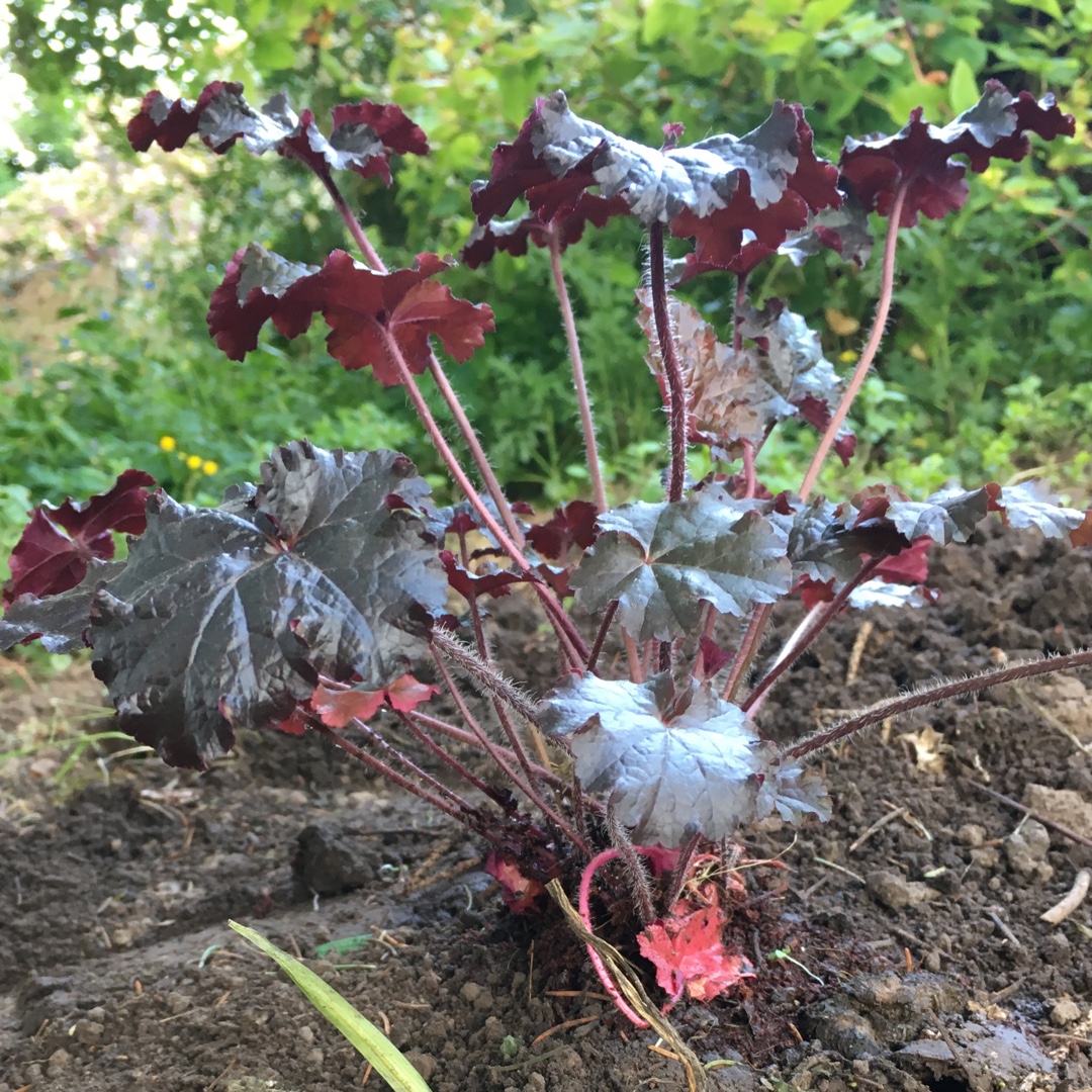 Heuchera Caffe Expresso in the GardenTags plant encyclopedia Alumroot Caffe Expresso in the GardenTags plant encyclopedia