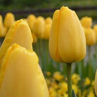 Tulipa Golden Parade in the GardenTags plant encyclopedia Tulip Golden Parade (Darwin Hybrid) in the GardenTags plant encyclopedia