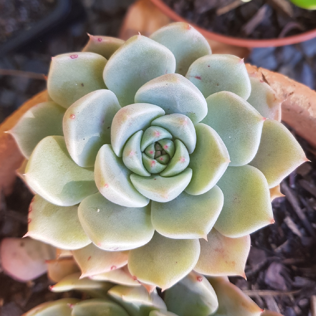 xGraptoveria Margarete Reppin in the GardenTags plant encyclopedia Graptoveria Margarete Reppin in the GardenTags plant encyclopedia