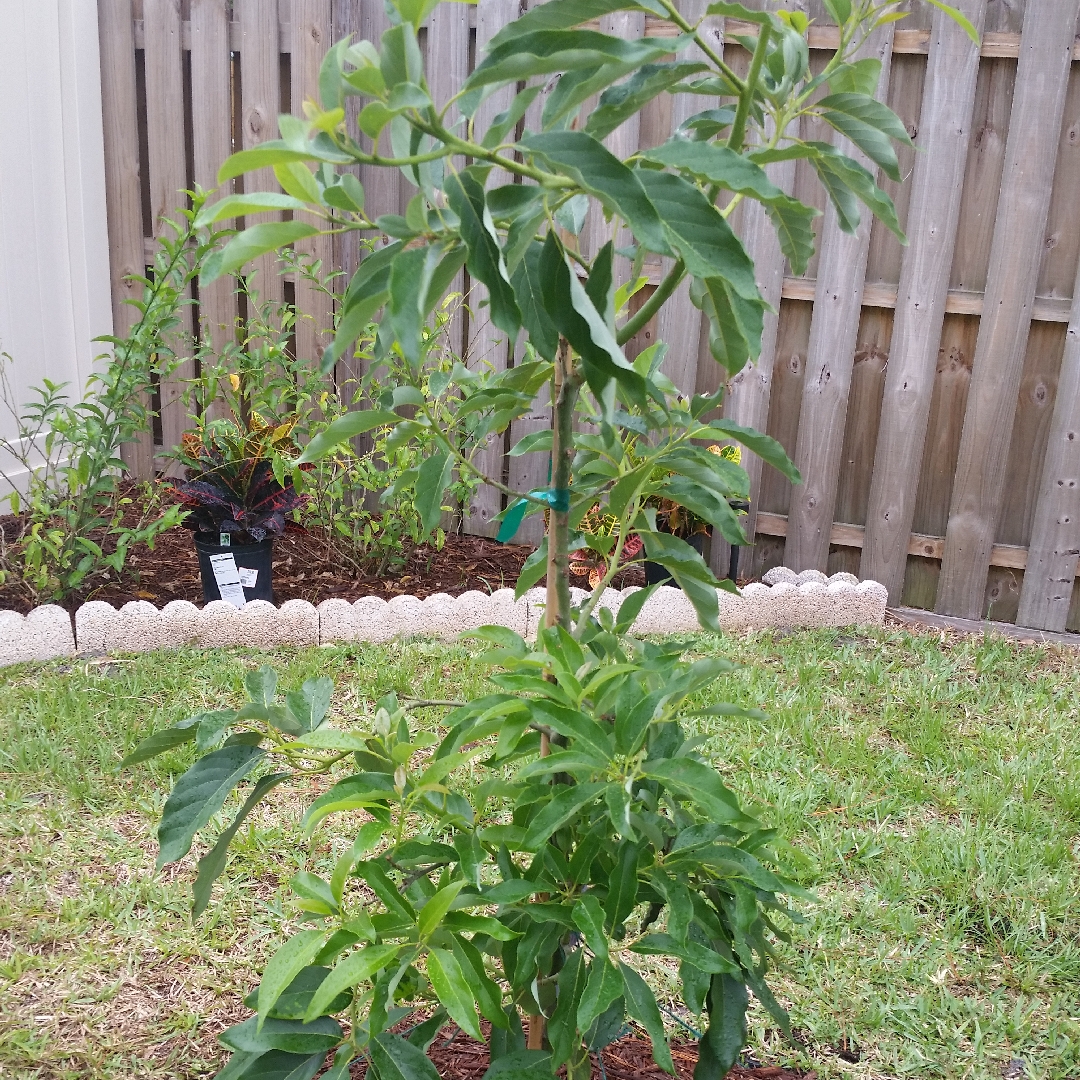 Persea americana Mexicola in the GardenTags plant encyclopedia Mexicola Avocado in the GardenTags plant encyclopedia