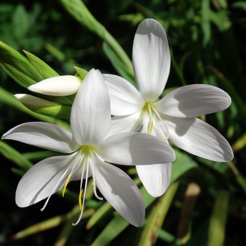 White Crimson Flag Lily in the GardenTags plant encyclopedia