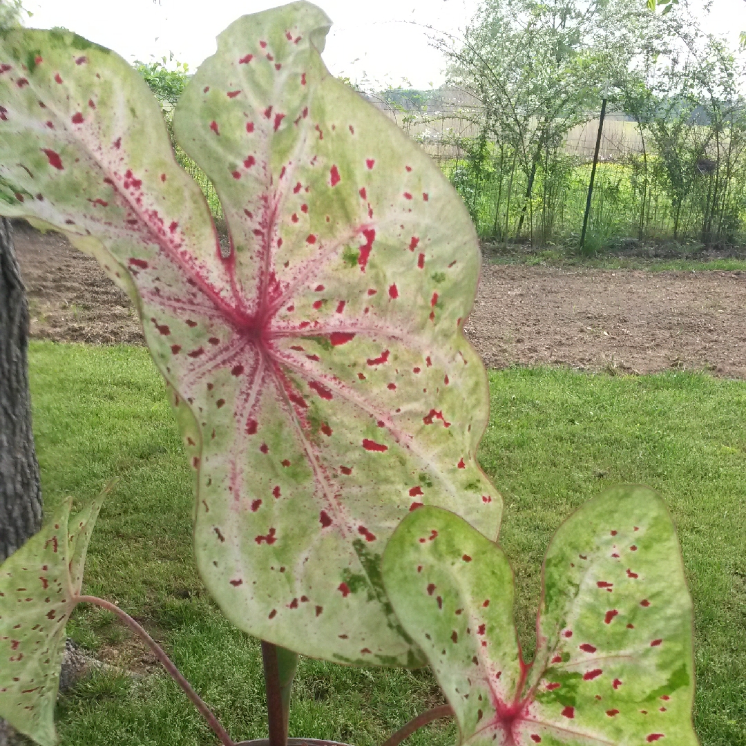 Caladium hortulanum Miss Muffet in the GardenTags plant encyclopedia Elephant Ear Miss Muffet in the GardenTags plant encyclopedia
