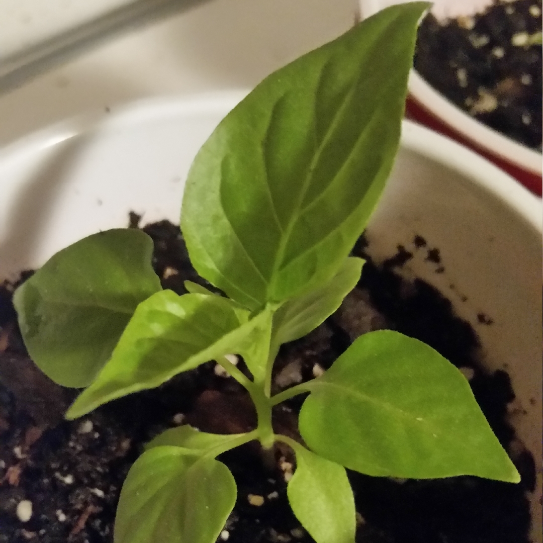 Capsicum Annuum Chocolate Reaper in the GardenTags plant encyclopedia Chilli Chocolate Reaper in the GardenTags plant encyclopedia