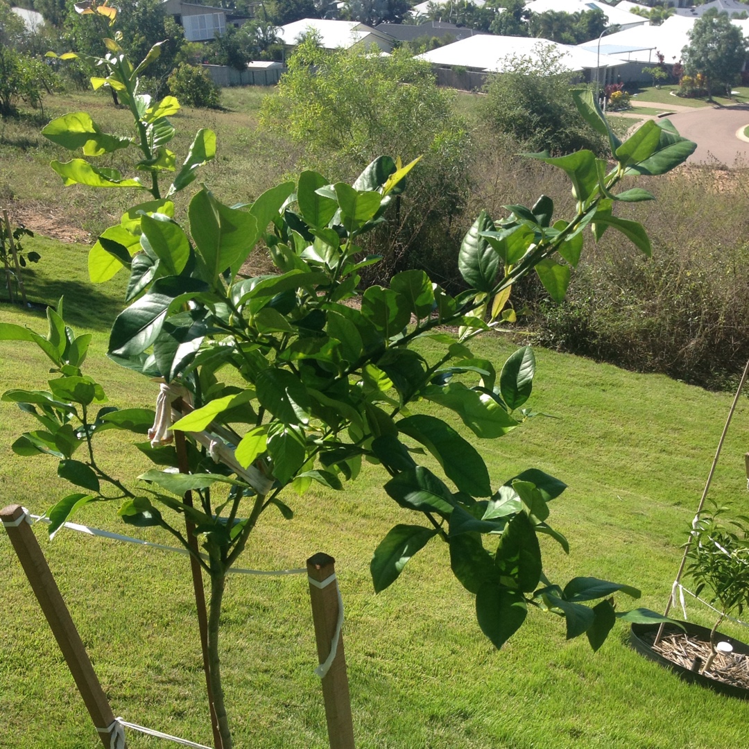 Citrus limon Lisbon in the GardenTags plant encyclopedia Lemon Tree Lisbon in the GardenTags plant encyclopedia