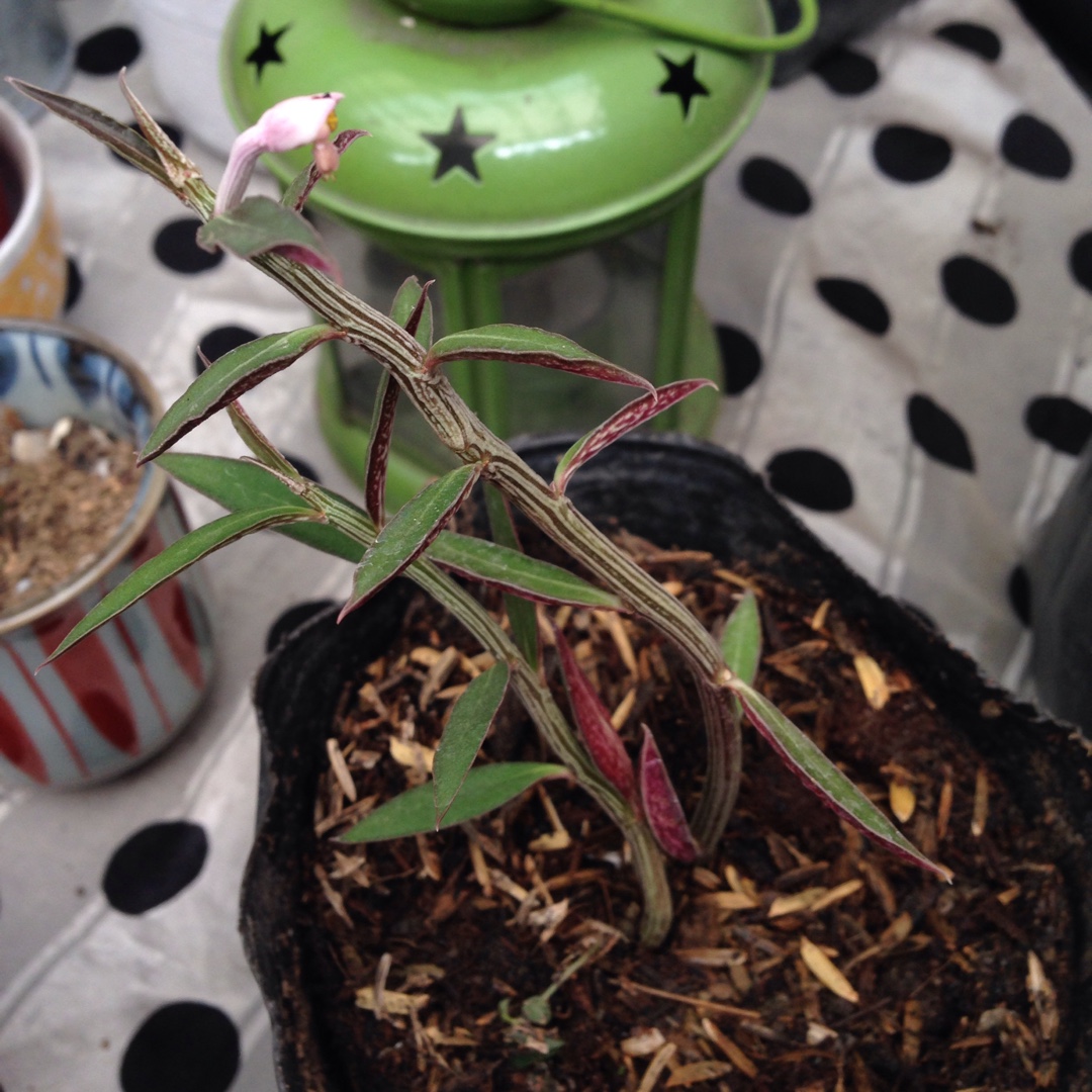 Monadenium montanum var rubellum syn. Euphorbia neorubella in the GardenTags plant encyclopedia Bonsai Red Monadenium in the GardenTags plant encyclopedia