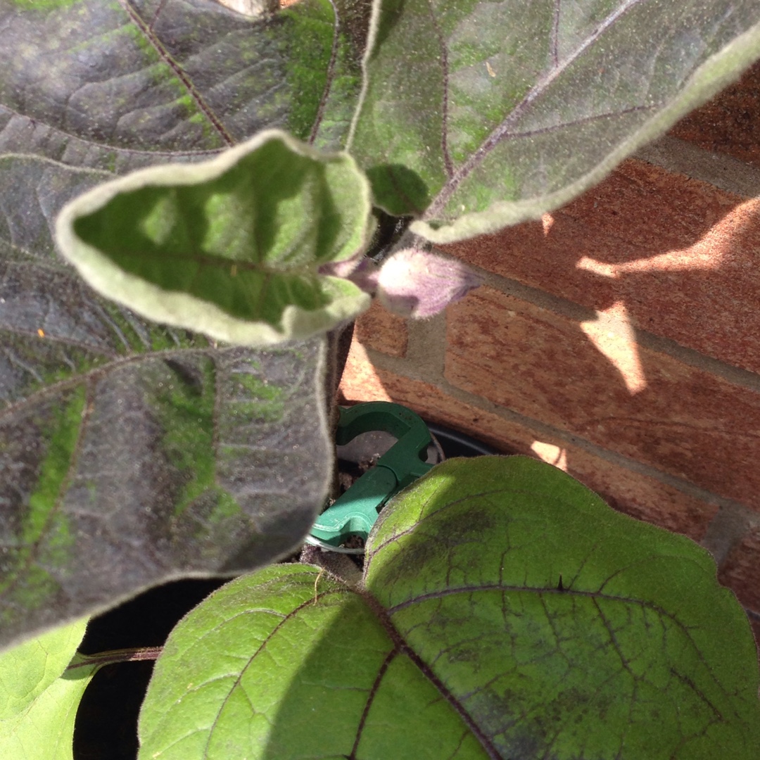 Solanum melongena Meatball in the GardenTags plant encyclopedia Aubergine Meatball in the GardenTags plant encyclopedia