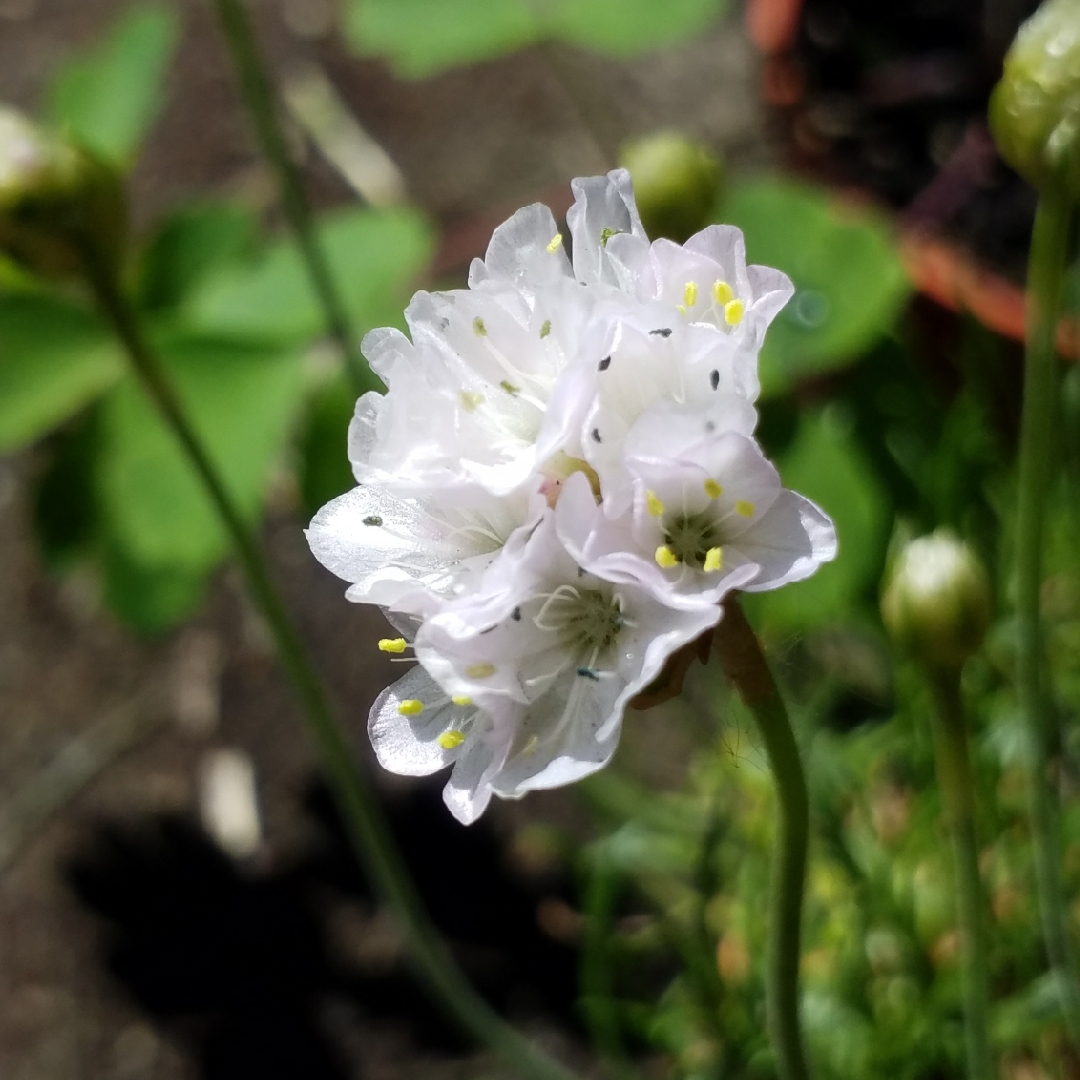 Armeria maritima White (Select) in the GardenTags plant encyclopedia Thrift White (Select) in the GardenTags plant encyclopedia