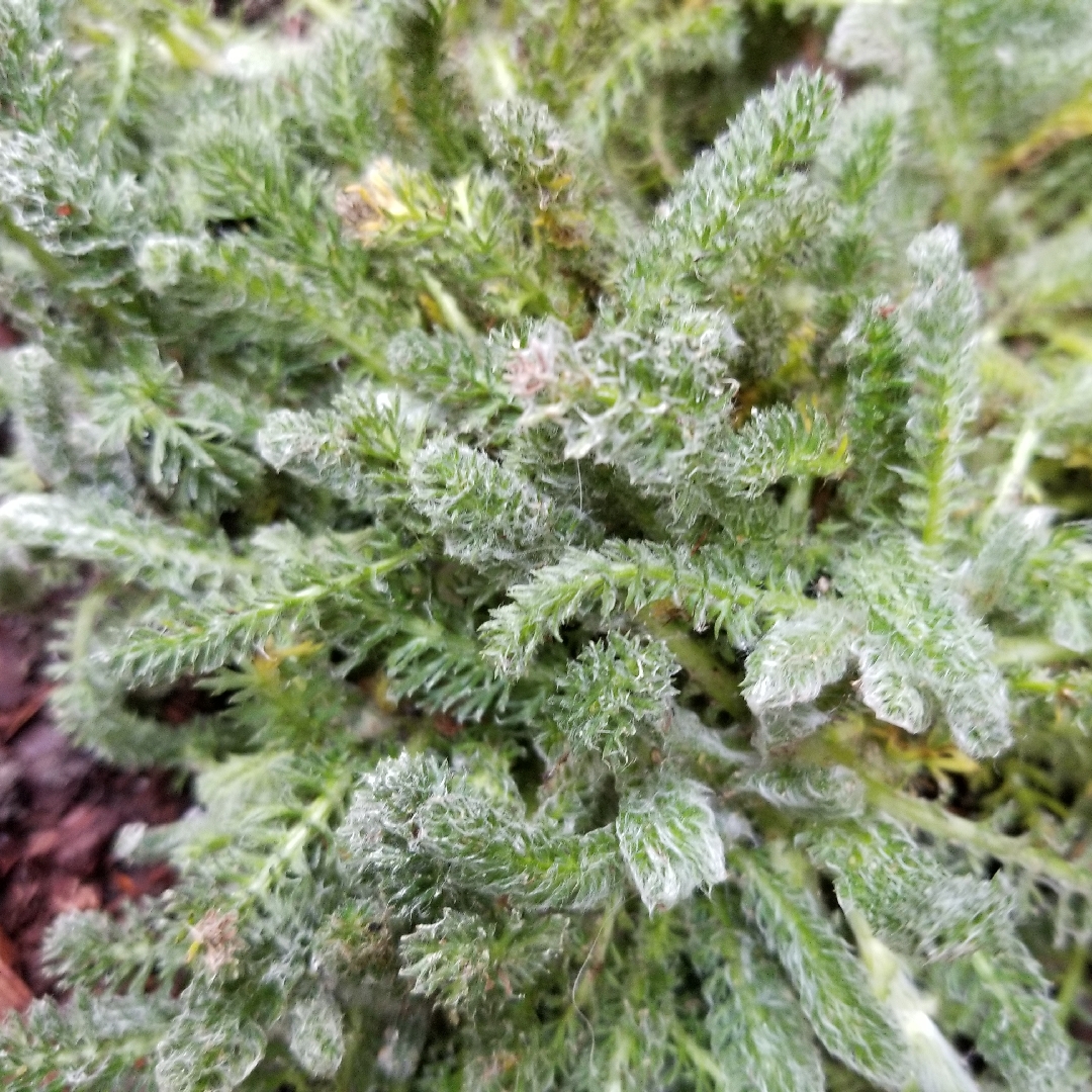 Achillea Tomentosa aurea in the GardenTags plant encyclopedia Woolly Yarrow in the GardenTags plant encyclopedia