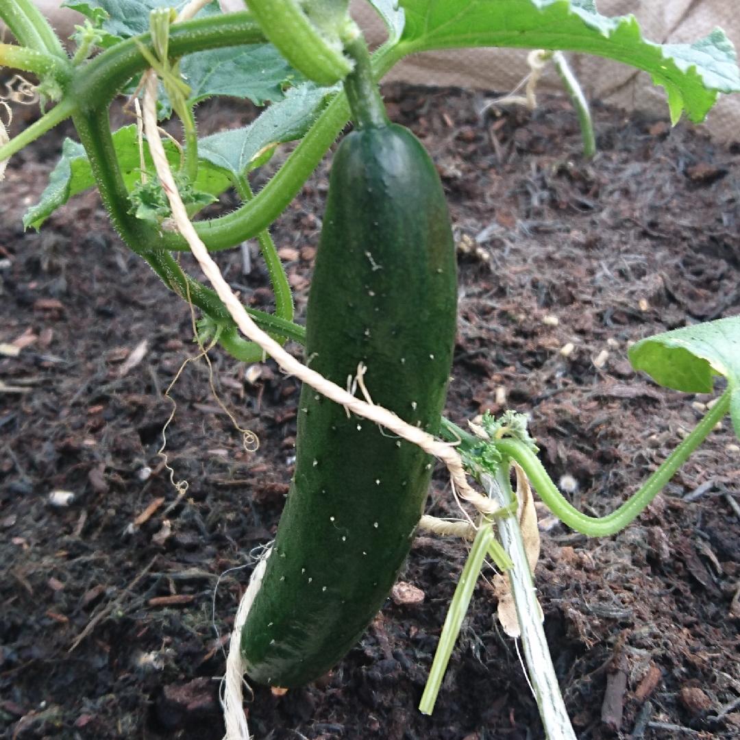 Cucumis Sativus Tasty King in the GardenTags plant encyclopedia Cucumber Tasty King in the GardenTags plant encyclopedia